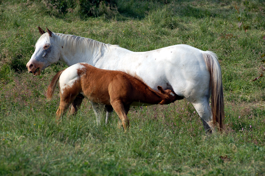 Mahlzeit II