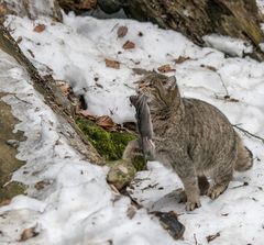 "Mahlzeit" im Bayrischen NP