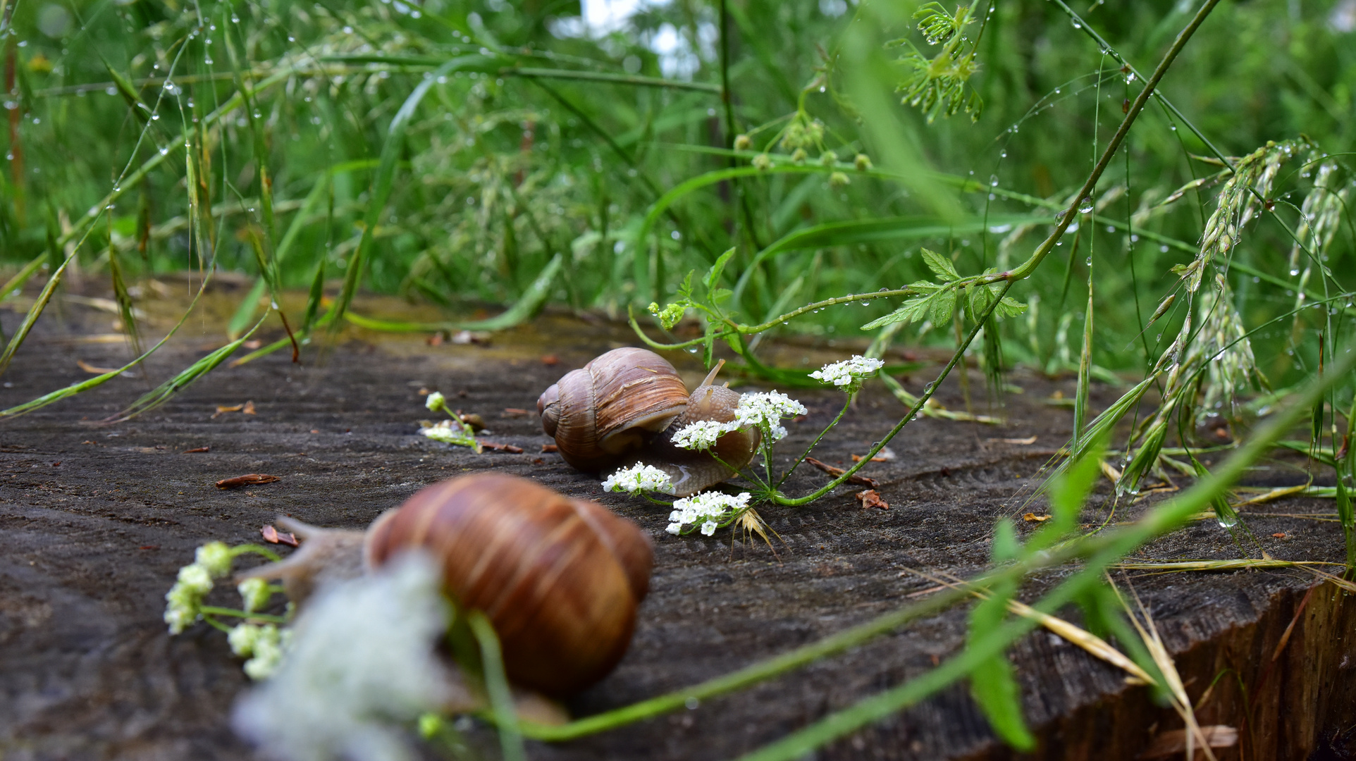 Mahlzeit im Regen