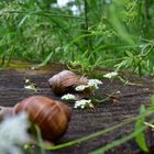 Mahlzeit im Regen