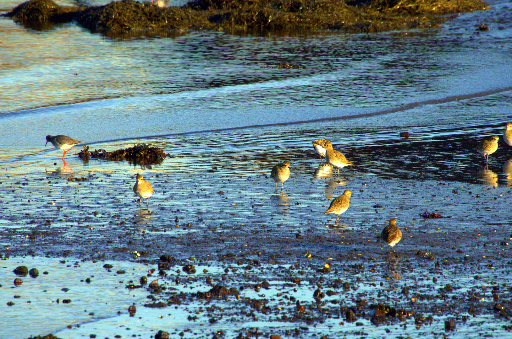 Mahlzeit im Sonnenschein - herbstliches Vogelleben X