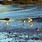 Mahlzeit im Sonnenschein - herbstliches Vogelleben X