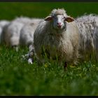 Mahlzeit... in der Toskana