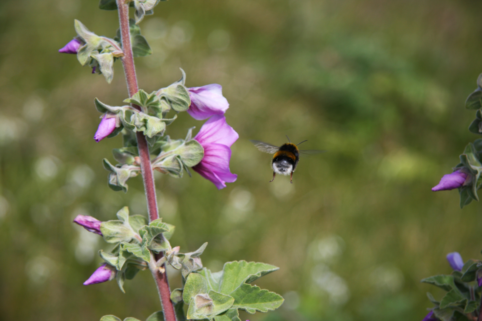 Mahlzeit - kleine Hummel