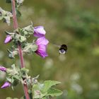 Mahlzeit - kleine Hummel