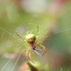 Mahlzeit, kleine Spinne