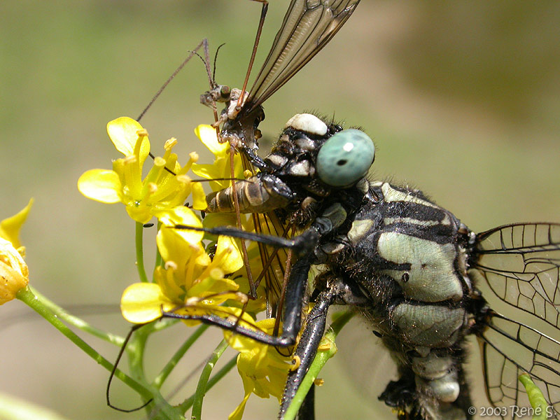 Mahlzeit (libelle beim verspeisen einer schnake)