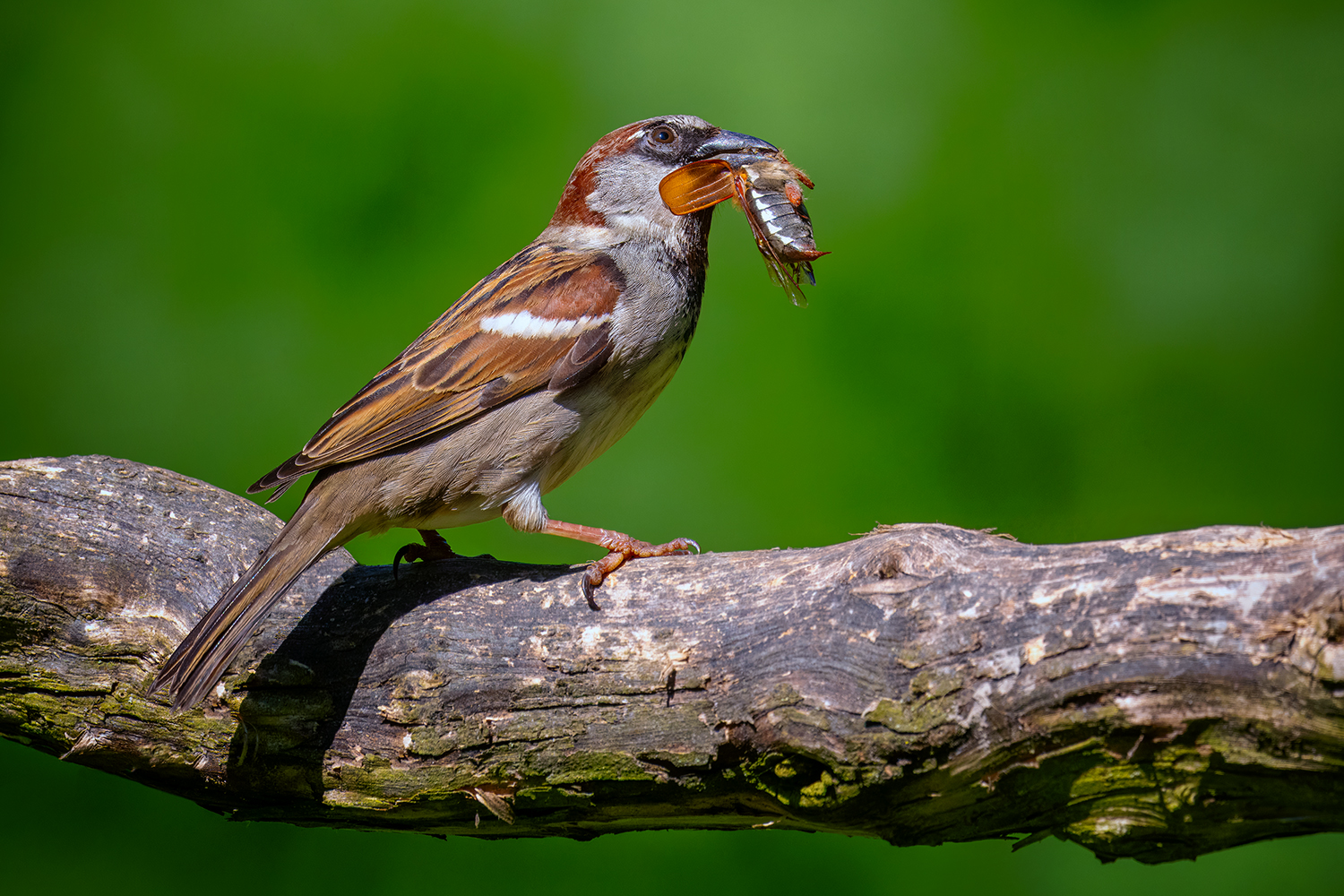 Mahlzeit: Maikäfer erbeutet