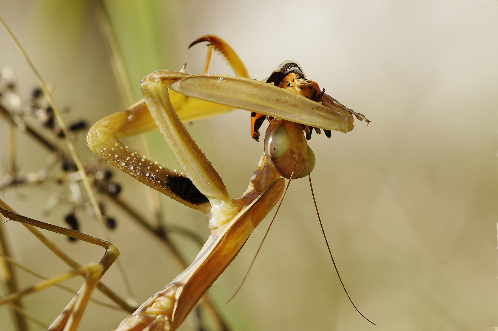 Mahlzeit - Mantis frisst Wanze