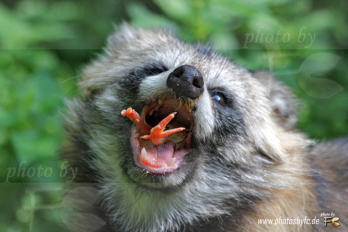 Mahlzeit... Marderhund - Wildpark Bad Mergentheim - Photos by FC - Jeannette Dewald