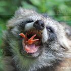 Mahlzeit... Marderhund - Wildpark Bad Mergentheim - Photos by FC - Jeannette Dewald