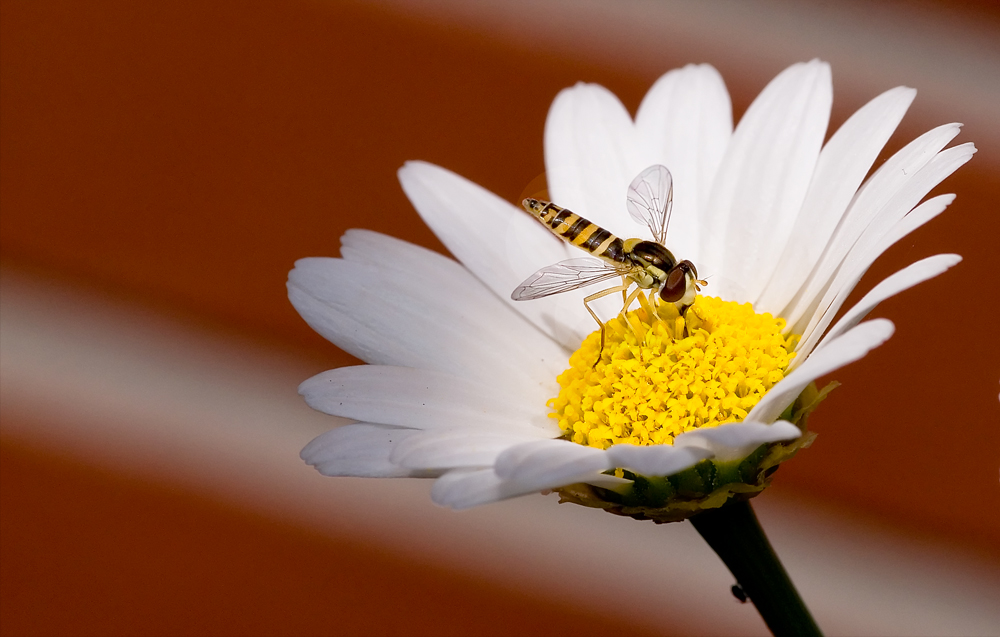 Mahlzeit mit Sonnenbad