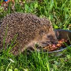 Mahlzeit, oder Vorbereitung auf den Winter