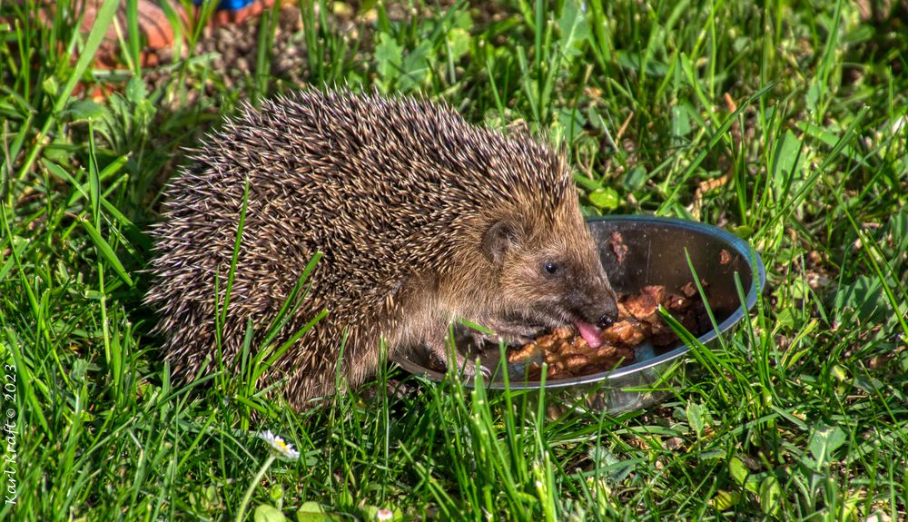 Mahlzeit, oder Vorbereitung auf den Winter