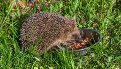 Mahlzeit, oder Vorbereitung auf den Winter