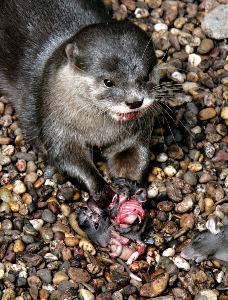 Mahlzeit.... Otter futtert