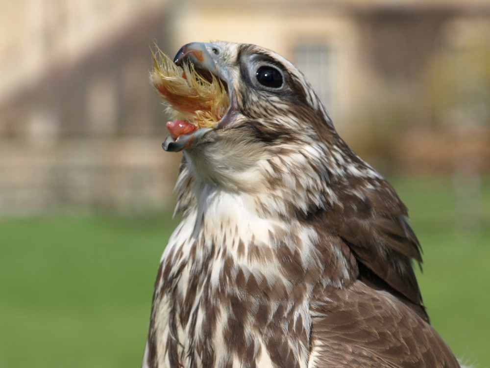 Mahlzeit ! Sakerfalke