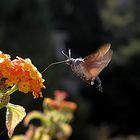 Mahlzeit, Taubenschwänzchen am Nektar schlemmen