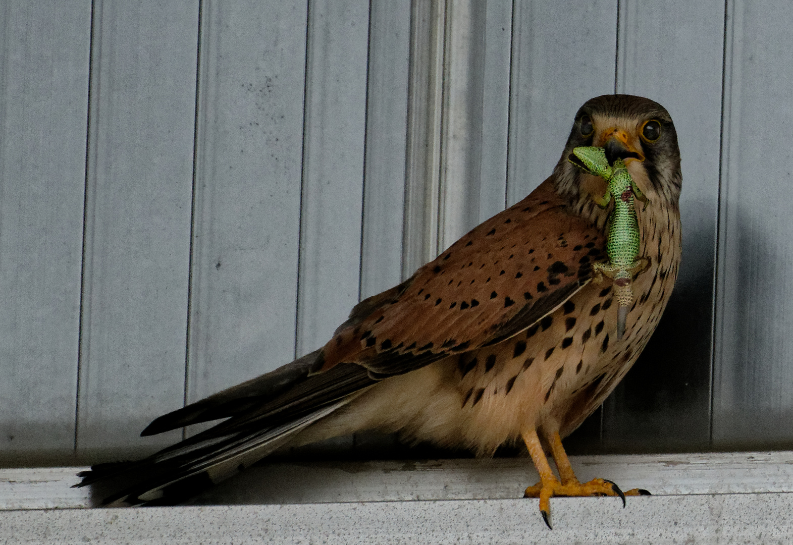 Mahlzeit! Turmfalke.