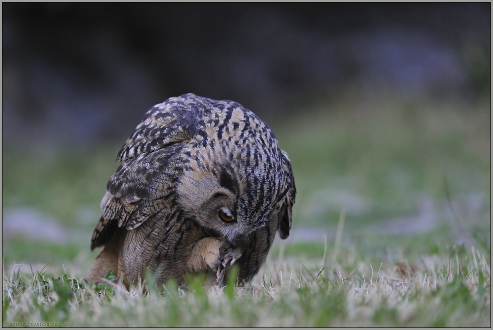 Mahlzeit... Uhu *Bubo bubo*