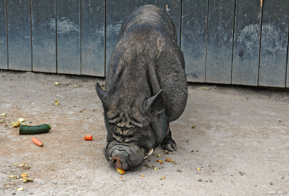 Mahlzeit.....rülps