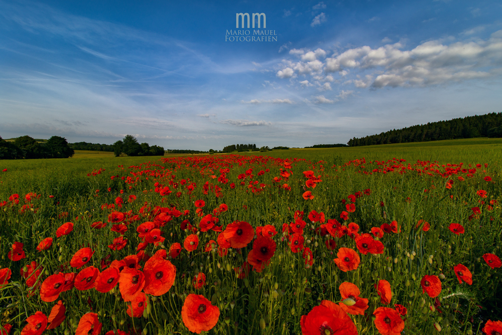 Mahnblüten zur Mittagszeit