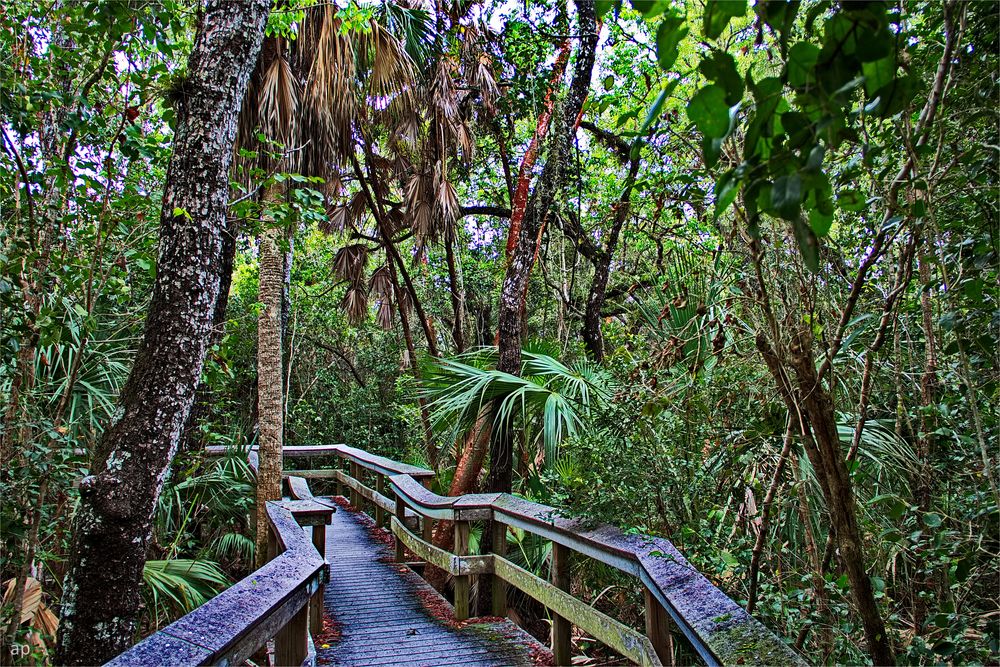 Mahogany Hammock Trail