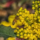 Mahonia