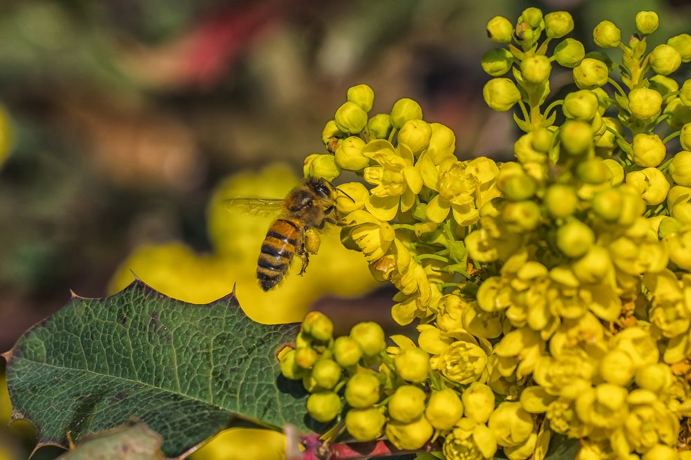 Mahonia