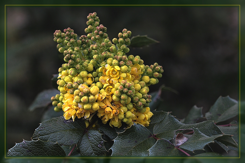 Mahonia 2