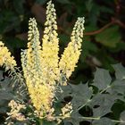 Mahonia