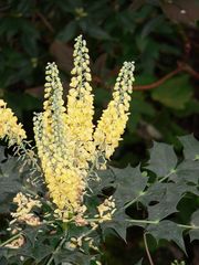 Mahonia