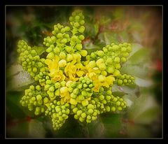 mahonia