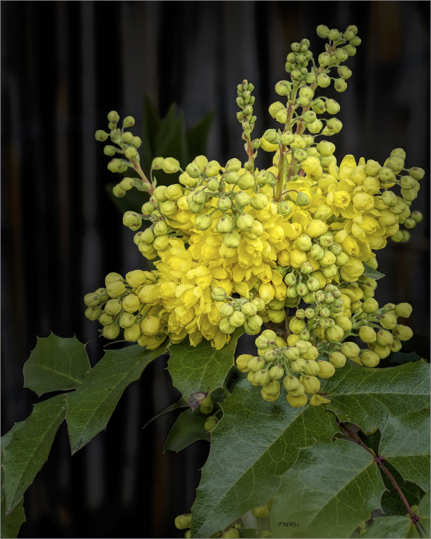 Mahonia