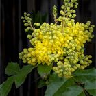 Mahonia