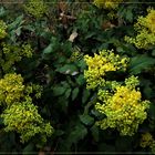 Mahonia Aqui folium