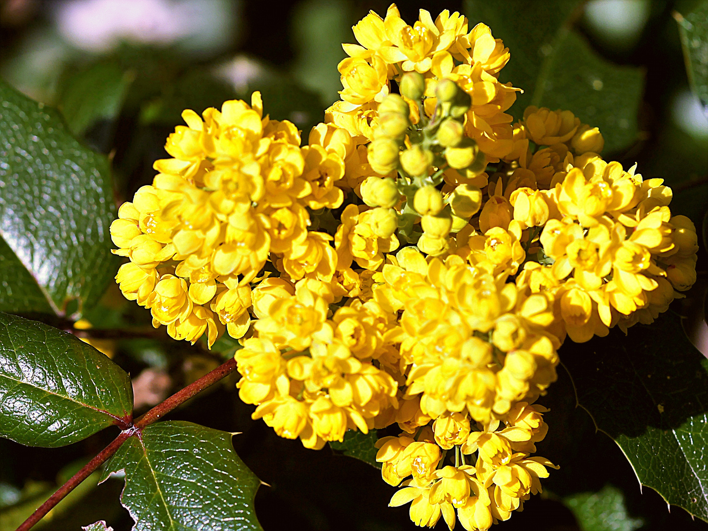 Mahonia aquifolium