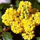 Mahonia aquifolium