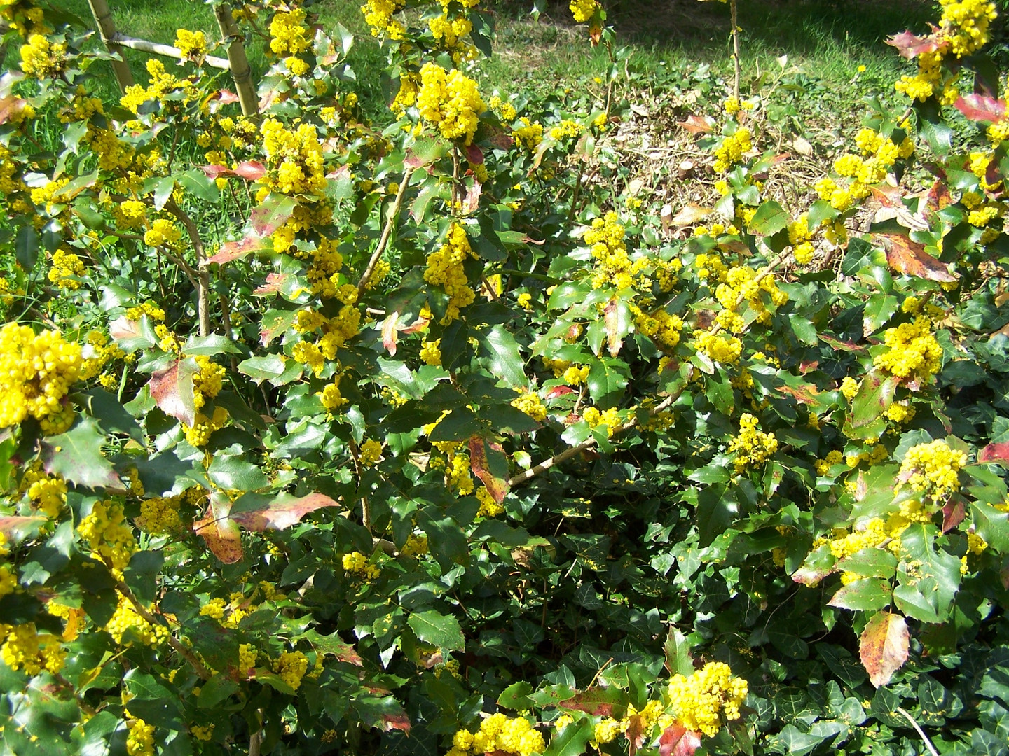 Mahonia Aquifolium