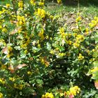 Mahonia Aquifolium