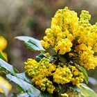 Mahonia aquifolium