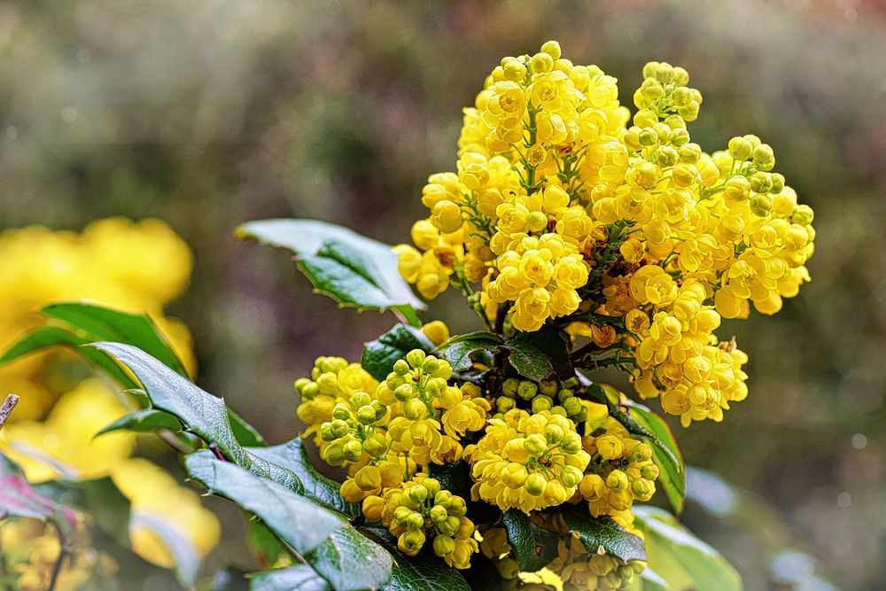 Mahonia aquifolium