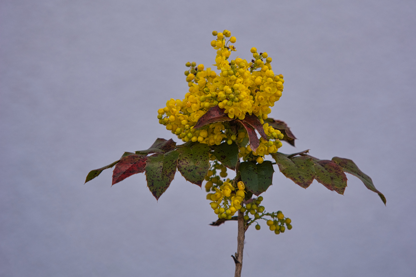 Mahonia aquifolium