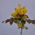 Mahonia aquifolium