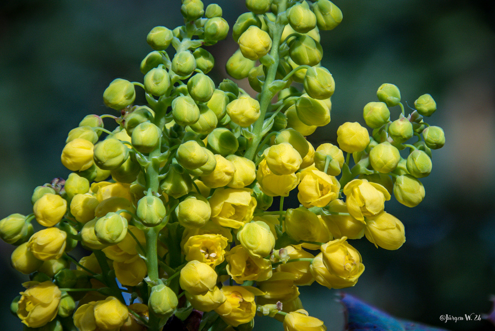 Mahonia