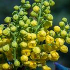 Mahonia