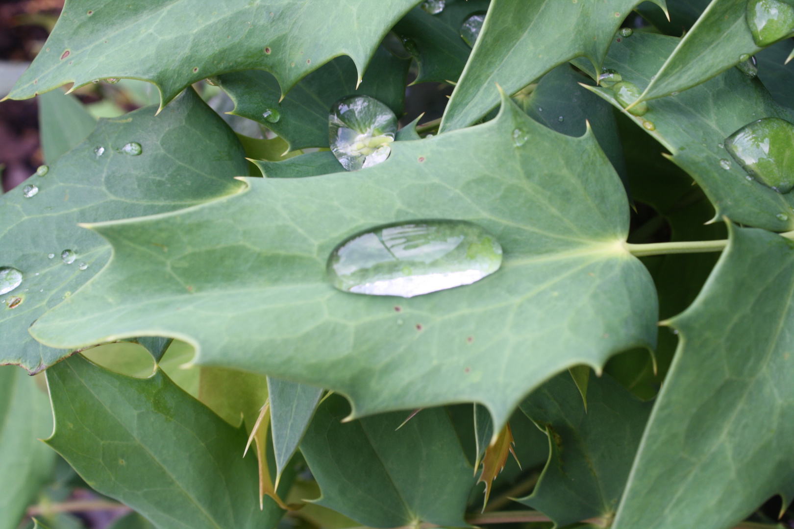 Mahonia