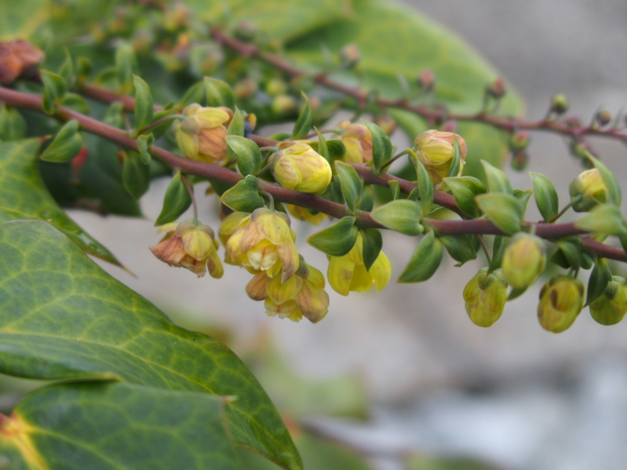 Mahonia x media