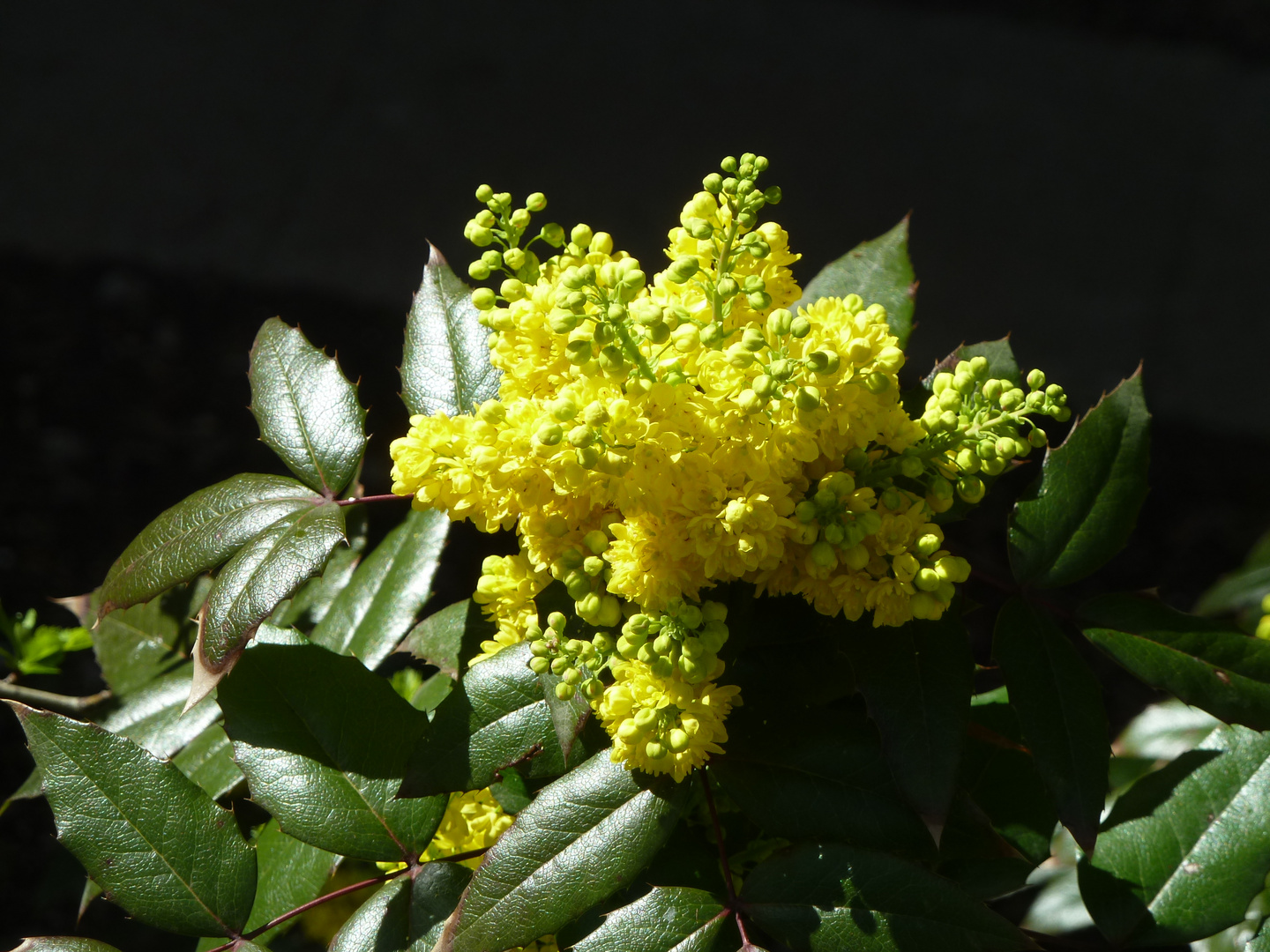 Mahonie Foto & Bild archiv projekte naturchannel, naturprojekte 2012