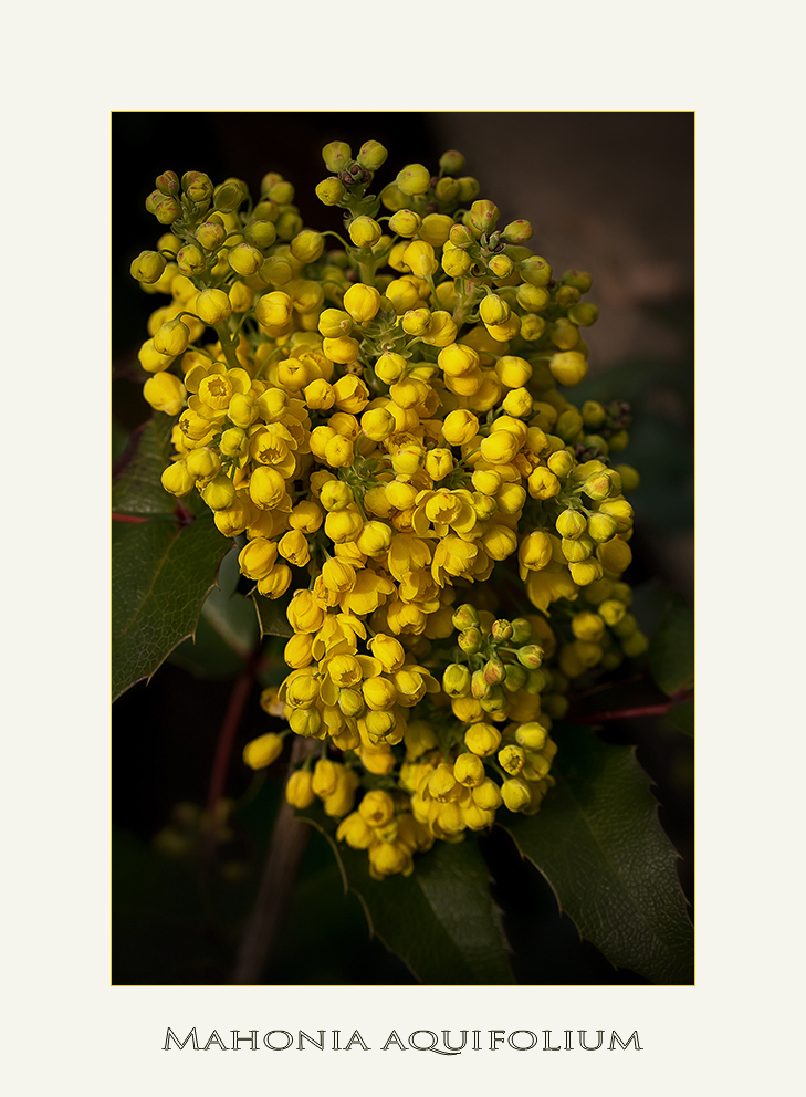 Mahonie aquifolium ....